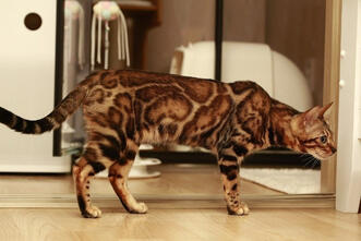 Bengal cat