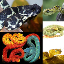 Bush viper (and eyelash Bush viper)