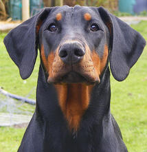 Doberman or similar floppy eared dog