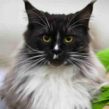 black and white Maine coon